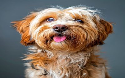 Best Dog Brushes for Shedding Dogs in 2026: Say Goodbye to Loose Fur