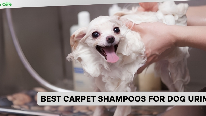Best Carpet Shampoo Dog Urine: 6 Picks That Actually Work