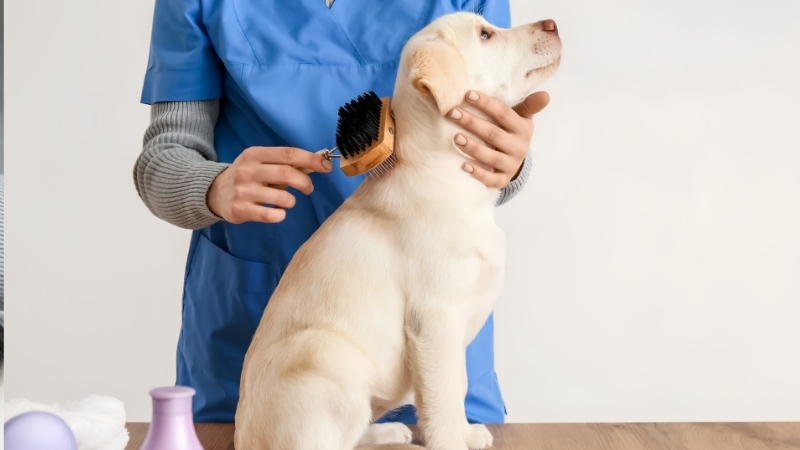 Best Dog Brush for Lab Kit