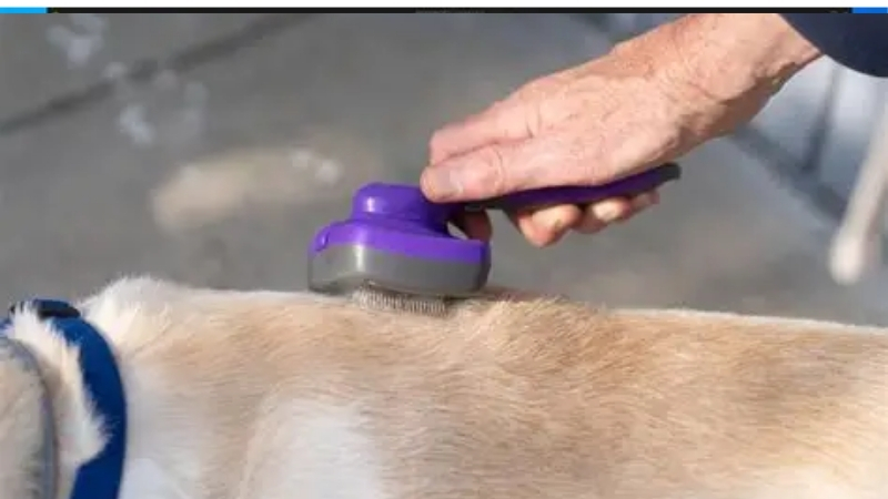 Best Dog Shed Brush: Three Families
