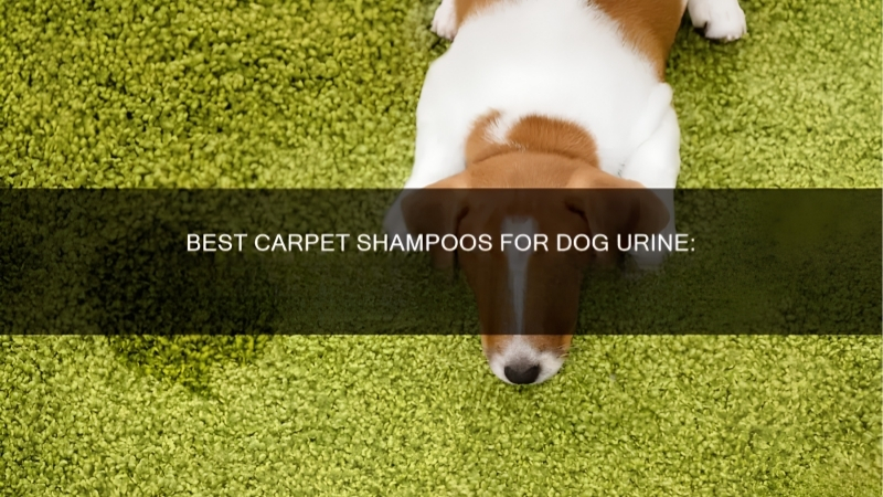 Best Rug Shampoo for Dog Urine: 4 Fibre-Safe Picks Rated