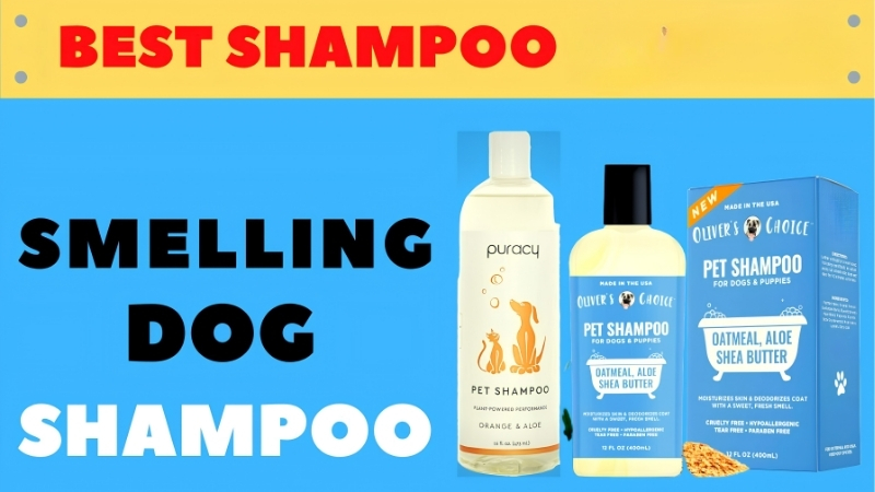Best Smelling Dog Shampoo: 6 Formulas Owners Rave About