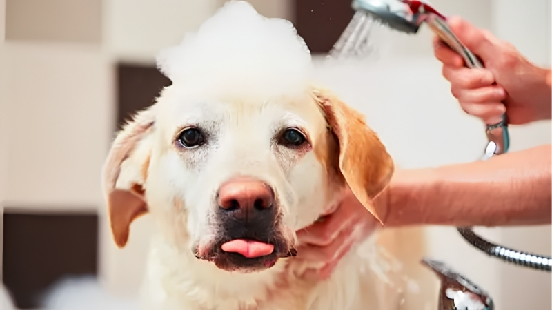 How Flea Washes Work