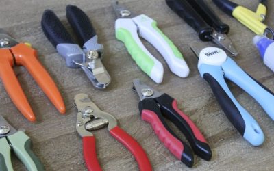Dog Nail Trimmer Best Picks for Senior and Arthritic Dogs