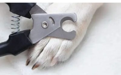 Dog Claw Clippers Best Suited to Large Dogs’ Thick Nails