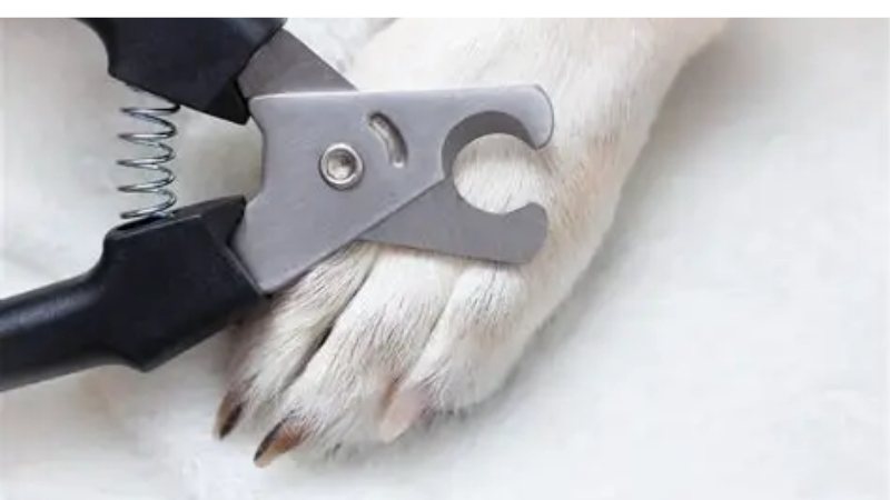 How to Choose Dog Claw Clippers Best Suited to Large Breeds