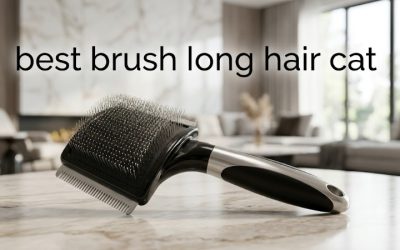 Best Brush Long Hair Cat Owners Need: 5 Tools for Tangles
