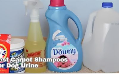 Best Carpet Shampoo Dog Urine Picks That Truly Kill Odour
