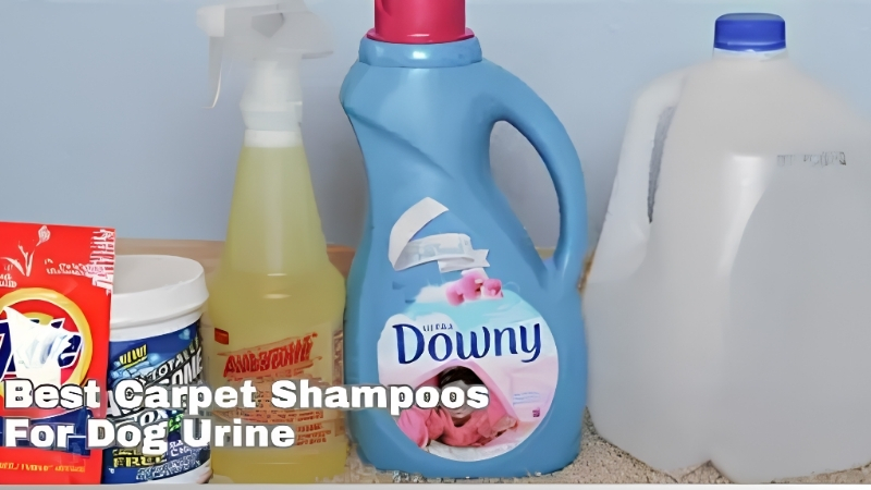 How to Choose the Best Carpet Shampoo Dog Urine Actually Needs
