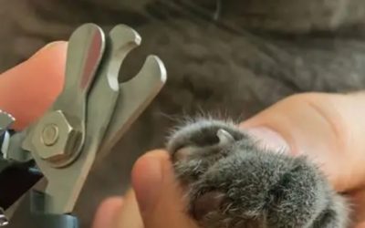 Best Cat Nail Cutter Picks as a Declawing Alternative