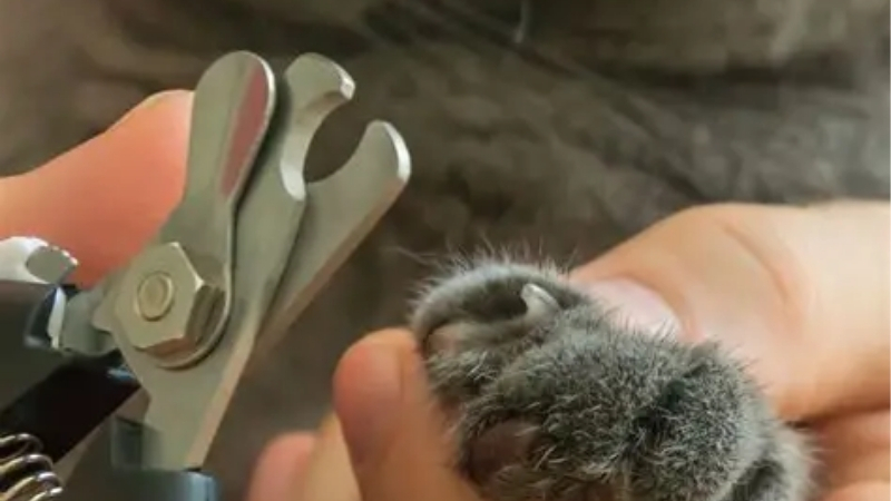 How to Choose the Best Cat Nail Cutter for a Destructive Scratcher