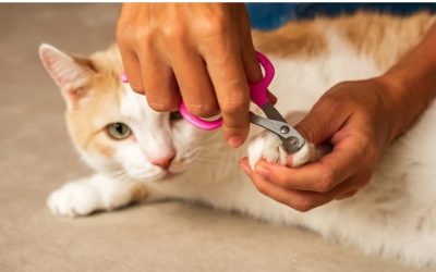 Best Cat Nail Scissors Sized Right for Small Kittens