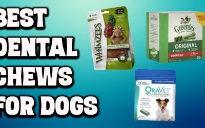 Best Dental Dog Chews for Fresher Breath and Cleaner Teeth
