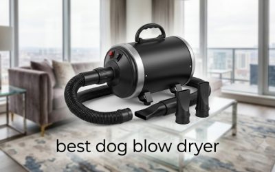 Best Dog Blow Dryer Picks for Fast and Safe Coat Drying