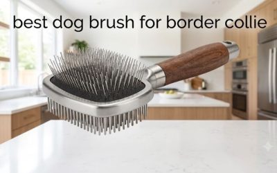 Best Dog Brush for Border Collie: 6 Picks for Feathering