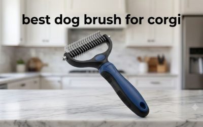 Best Dog Brush for Corgi Coats: 6 Tools for Heavy Shedding