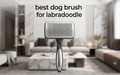 Best Dog Brush for Labradoodle Coats: 6 Anti-Matting Picks
