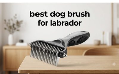 Best Dog Brush for Labrador: 6 Top Picks for Double Coats