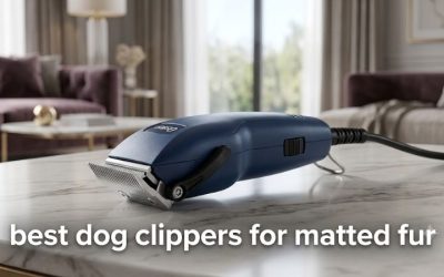Best Dog Brush for Pomeranian: 6 Picks for Double Coats