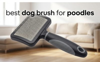 Best Dog Brush for Poodles: Slicker and Pin Brush Guide