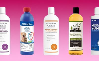 Best Dog Flea Tick Shampoo Picks for Peak Tick Season Use