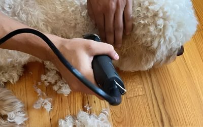 Best Dog Hair Clipper Picks for Noise-Sensitive Dogs