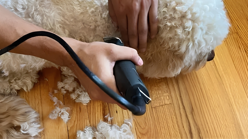 How to Choose the Best Dog Hair Clipper for an Anxious Dog