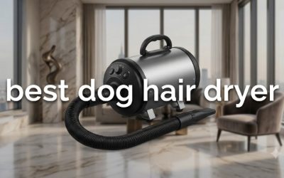 Best Dog Hair Dryer Options for Every Home Grooming Setup