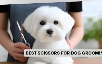 Best Dog Nail Scissors for Puppies and Small Breed Dogs