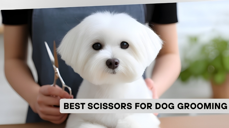 How to Choose the Best Dog Nail Scissors for a Small Dog
