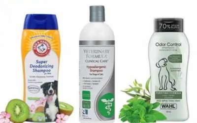 Best Dog Shampoo for Itching Skin Caused by Hot Spots