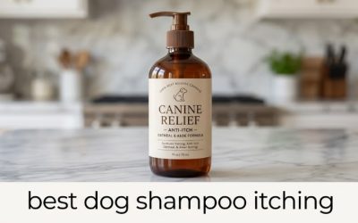 Best Dog Shampoo Itching Relief: 5 Picks Plus a Routine
