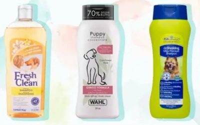 Best Dog Shampoo Itchy Skin Relief for Seasonal Allergies