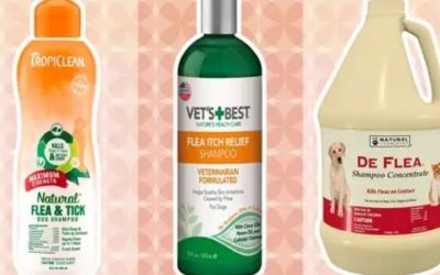 Best Dog Shampoo That Smells Good on an Everyday Budget