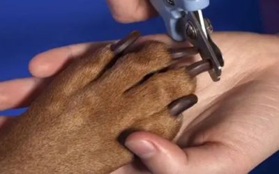 Best Dog Toe Nail Clippers for Nervous First-Time Owners