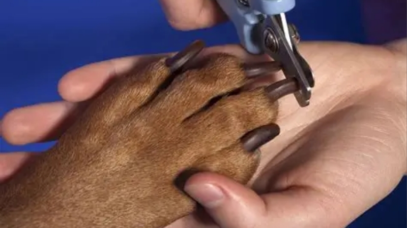 How to Choose the Best Dog Toe Nail Clippers as a Beginner