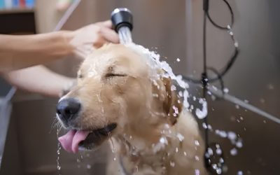 Best Dog Wash for Fleas That’s Gentle Enough for Puppies
