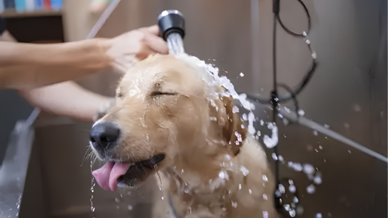 How to Choose the Best Dog Wash for Fleas on a Young or Sensitive Dog