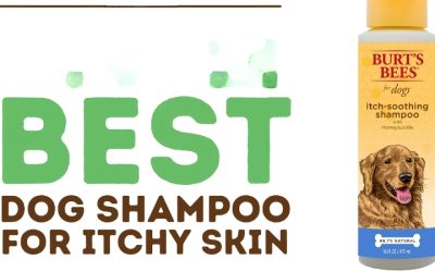 Best Dog Wash for Itchy Skin Between Full Medicated Baths