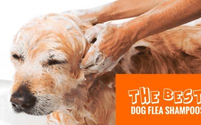 Best Flea Dog Shampoo Picks to Stop Bites Fast in 2026