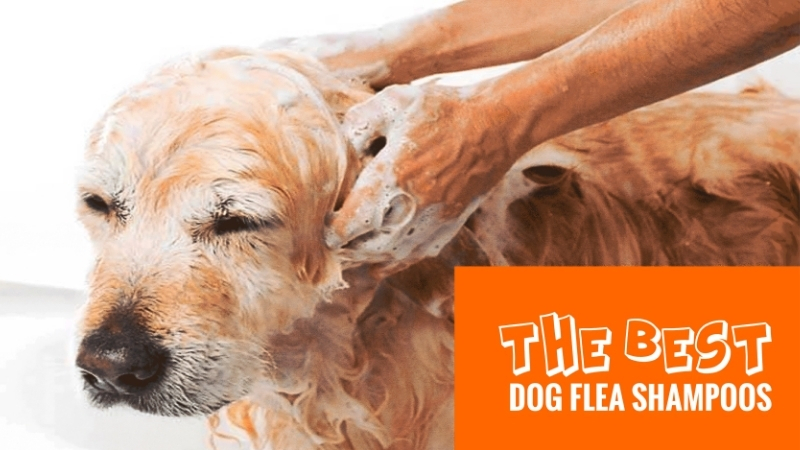 How to Choose the Best Flea Dog Shampoo