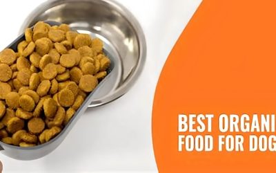 Best Rug Shampoo for Dog Urine on Wool and Delicate Piles