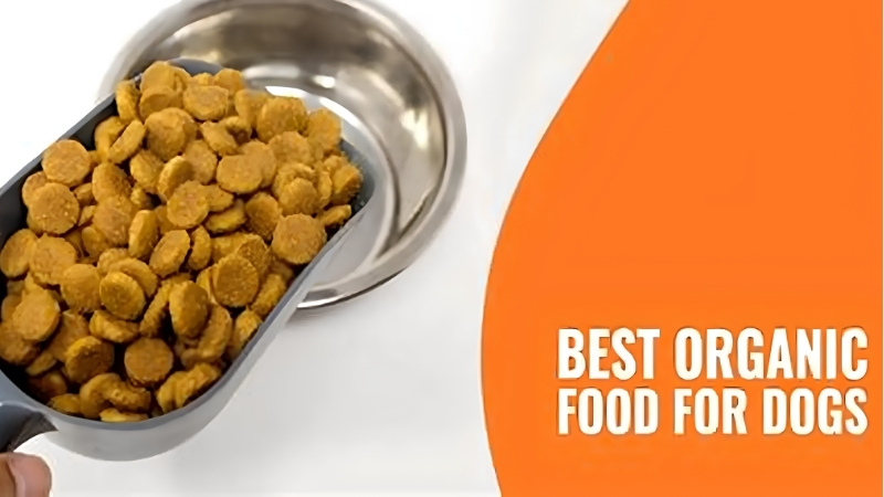 How to Choose the Best Rug Shampoo for Dog Urine by Fibre