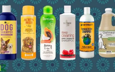 Best Scent Dog Shampoo Picks for a Fresher Smelling Home
