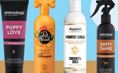 Best Scented Dog Shampoo Options That Stay Skin-Safe Daily