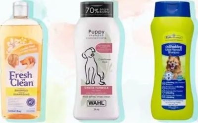 Best Smelling Dog Shampoo Picks That Last Days, Not Hours