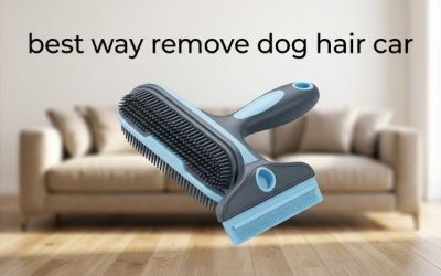 Best Way Remove Dog Hair Car Seats: 6 Tools That Work Fast