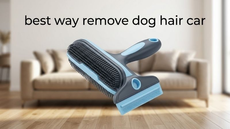 How to Choose the Best Way Remove Dog Hair Car Interiors Need