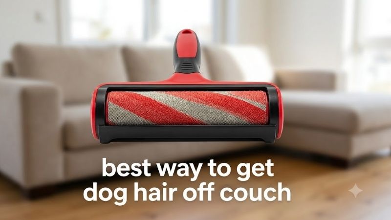 How to Choose the Best Way to Get Dog Hair Off Couch Cushions