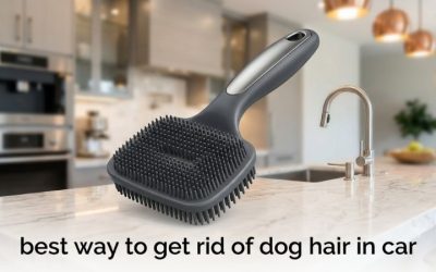 Best Way to Get Rid of Dog Hair in Car: 6 Tools That Work